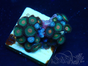 WYSIWYG - Zoanthus 14E5 Mariculture Indo Acclimaté sous led