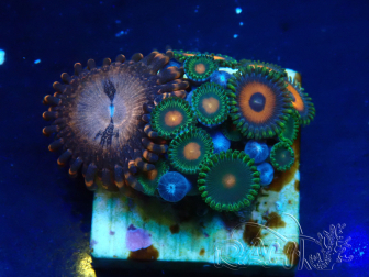 WYSIWYG - Zoanthus 14E6 Mariculture Indo Acclimaté sous led