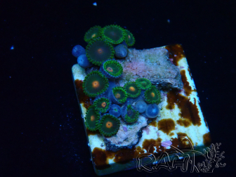 WYSIWYG - Zoanthus Maricoltura Indo Acclimatato sotto LED