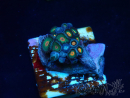 WYSIWYG - Zoanthus Maricoltura Indo Acclimatato sotto LED