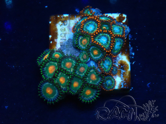 WYSIWYG - Zoanthus Mariculture Indo Acclimaté sous led
