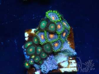 WYSIWYG - Zoanthus 14F5 Mariculture Indo Acclimaté sous led