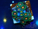 WYSIWYG - Zoanthus Maricoltura Indo Acclimatato sotto led