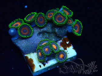 WYSIWYG - Zoanthus Maricoltura Indo Acclimatato sotto led