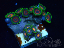 WYSIWYG - Zoanthus Indo Mariculture Acclimated under LED