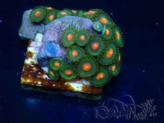 WYSIWYG - Zoanthus Indo Mariculture Acclimated under LED