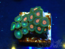 WYSIWYG - Zoanthus Maricultura Indo Aclimatado bajo led