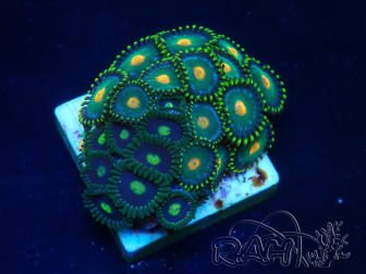 WYSIWYG - Zoanthus Mariculture Indo Acclimated under LED