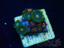 WYSIWYG - Zoanthus Mariculture Indo Acclimaté sous led