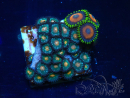 WYSIWYG - Zoanthus Maricoltura Indo Acclimatato sotto led