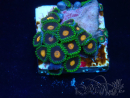WYSIWYG - Zoanthus Mariculture Indo Acclimated under LED