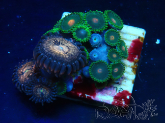 WYSIWYG - Zoanthus Mariculture Indo Acclimaté sous led