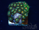 WYSIWYG - Zoanthus Maricultura Indo Aclimatado bajo LED