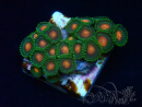 WYSIWYG - Zoanthus Maricultura Indo Aclimatado bajo led