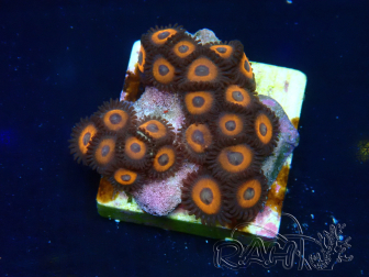 WYSIWYG - Zoanthus Indo Mariculture Acclimated under LED