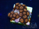 WYSIWYG - Zoanthus Maricoltura Indo Acclimatato sotto led