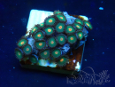 WYSIWYG - Zoanthus Maricultura Indo Aclimatado bajo LED