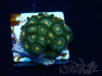 WYSIWYG - Isaurus tuberculatus Mariculture Indo Acclimaté sous led