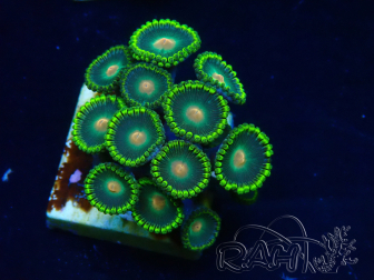 WYSIWYG - Zoanthus  Indo Mariculture Acclimated under LED
