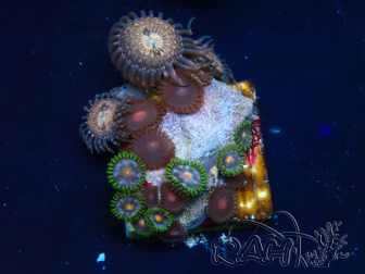WYSIWYG - Zoanthus Mariculture Indo Acclimaté sous led