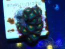 WYSIWYG - Zoanthus Maricoltura Indo Acclimatato sotto led