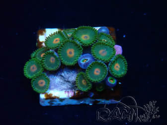 WYSIWYG - Zoanthus Maricultur Indo Akklimatisiert unter LED