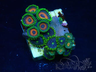 WYSIWYG - Zoanthus Maricultura Indo Aclimatado bajo LED