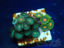 WYSIWYG - Zoanthus Indo Mariculture Acclimated under LED