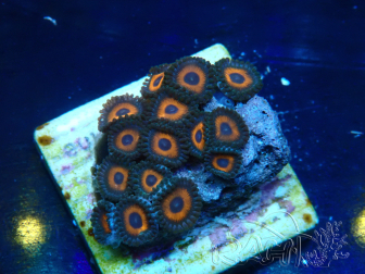 WYSIWYG - Zoanthus Mariculture Indo Acclimaté sous led