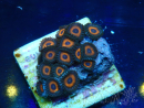 WYSIWYG - Zoanthus Mariculture Indo Acclimaté sous led