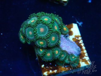 WYSIWYG - Zoanthus Maricultura Indo Aclimatado bajo LED
