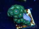 WYSIWYG - Zoanthus Maricultura Indo Aclimatado bajo LED