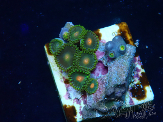 WYSIWYG - Zoanthus Mariculture Indo Acclimaté sous led