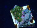 WYSIWYG - Zoanthus Indo Mariculture Acclimated under LED