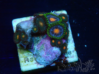 WYSIWYG - Zoanthus Mariculture Indo Acclimaté sous led