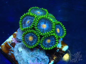 WYSIWYG - Zoanthus Marikultur Indo unter LED akklimatisiert
