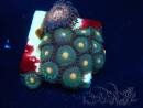 WYSIWYG - Zoanthus  14N1 Mariculture Indo Acclimaté sous led