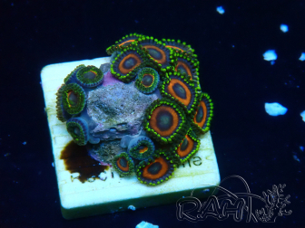 WYSIWYG - Zoanthus Mariculture Indo Acclimated under LED