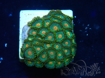 WYSIWYG - Zoanthus Maricultura Indo Acclimatato sotto led