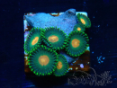 WYSIWYG - Zoanthus  Mariculture Indo Acclimated under LED