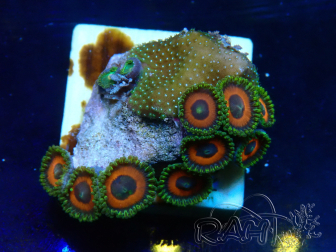 WYSIWYG - Zoanthus Maricultura Indo Aclimatado bajo LED