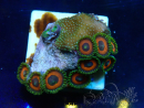 WYSIWYG - Zoanthus Maricultura Indo Aclimatado bajo LED