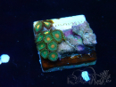 WYSIWYG - Zoanthus  Mariculture Indo Acclimated under LED