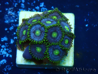 WYSIWYG - Zoanthus  Mariculture Indo Acclimaté sous led