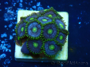 WYSIWYG - Zoanthus  Maricultura Indo Aclimatado bajo LED