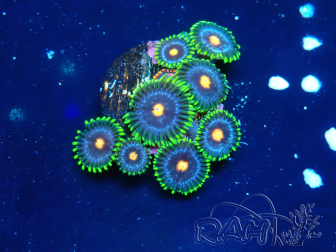 WYSIWYG - Zoanthus  Mariculture Indo Acclimated under LED