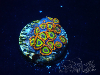 WYSIWYG - Zoanthus 14P1 Mariculture Indo Acclimaté sous led