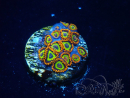 WYSIWYG - Zoanthus 14P1 Mariculture Indo Acclimaté sous led