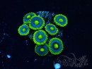 WYSIWYG - Zoanthus 14P2 Mariculture Indo Acclimaté sous led