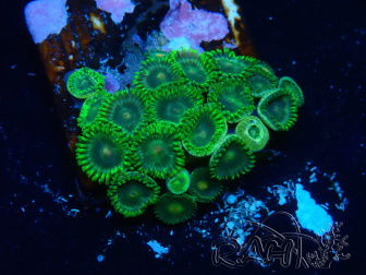 WYSIWYG - Zoanthus Mariculture Indo Acclimated under LED